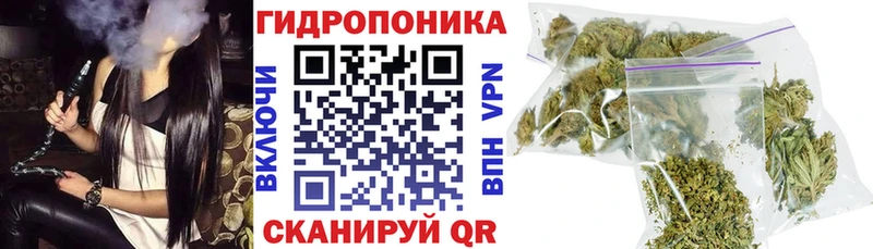 Марихуана сатива Калтан